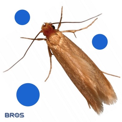 Bros środek na mole spray 150ml