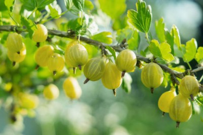 Bopon nawóz granulowany do krzewów owocowych BiOPON 1kg