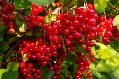 Bopon nawóz granulowany do krzewów owocowych BiOPON 1kg