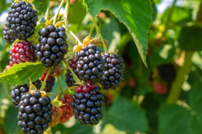 Bopon nawóz granulowany do krzewów owocowych BiOPON 1kg