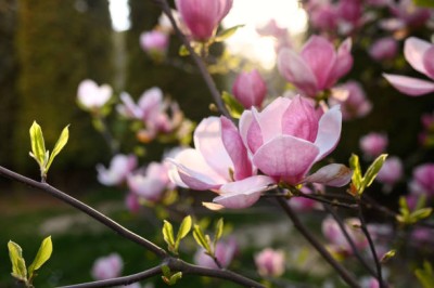 Bopon nawóz granulowany do magnolii BiOPON 1kg