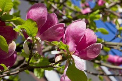 Bopon nawóz granulowany do magnolii BiOPON 1kg
