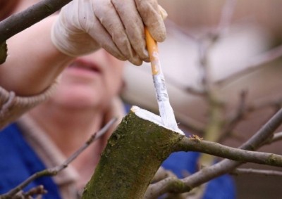 Bros Koro Derma maść ogrodnicza zabezpieczająca do drzew i krzewów 350g