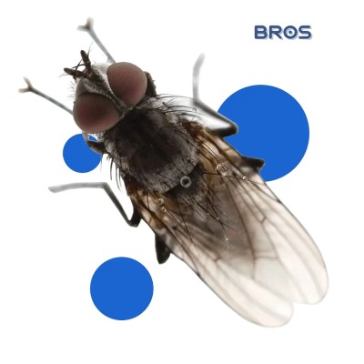 Bros Muchospray środek zwalczający muchy i komary spray 400ml
