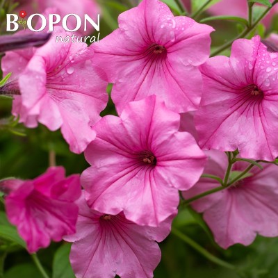 Bopon Biohumus do roślin kwitnących BiOPON 500ml