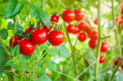 Bopon nawóz granulowany do pomidorów i papryki BiOPON 1kg