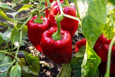 Bopon nawóz granulowany do pomidorów i papryki BiOPON 1kg