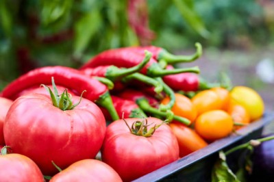 Bopon nawóz granulowany do pomidorów i papryki BiOPON 1kg