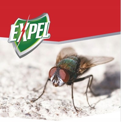 Expel okrągły lep na muchy - 50 sztuk