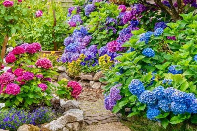 Biopon bloom! rozpuszczalny nawóz koncentrat do hortensji 200g