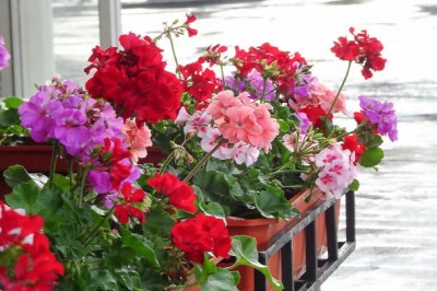 Biopon bloom! rozpuszczalny nawóz koncentrat do pelargoni i innych kwiatów balkonowych 200g