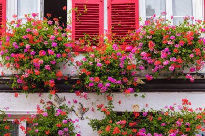Biopon bloom! rozpuszczalny nawóz koncentrat do pelargoni i innych kwiatów balkonowych 200g