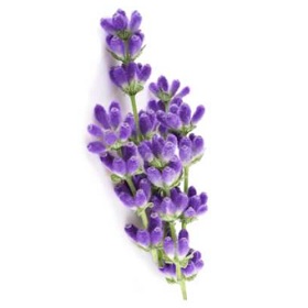 Forte+ Lawenda zapachowe worki na śmieci zawiązywane 35l / 20 sztuk