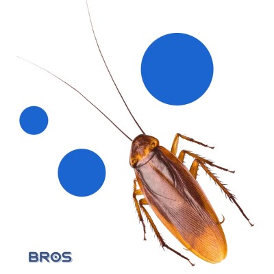 Bros Supercyp 6WP preparat do oprysku na muchy i komary 25g