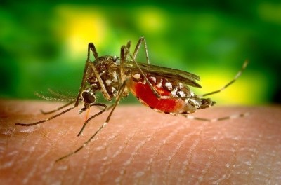 Bros środek przeciw komarom i kleszczom deet 50% płyn w rozpylaczu 130ml