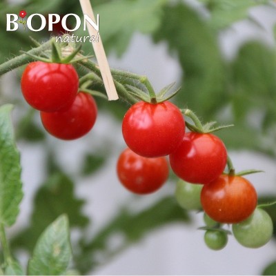 Bopon Natural nawóz 100% organiczny do pomidorów BiOPON 1kg