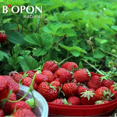 Bopon Natural nawóz 100% organiczny do truskawek BiOPON 1kg