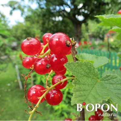 Bopon Natural nawóz 100% ograniczny do drzew i krzewów owcowych BiOPON 1kg