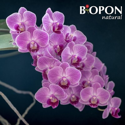 Bopon Biohumus wieloskładnikowy płynny nawóz organiczno mineralny do storczyków BiOPON 500ml