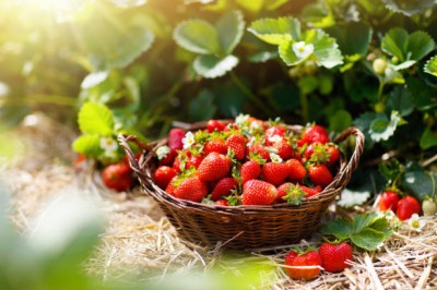 Bopon nawóz granulowany do truskawek i poziomek BiOPON 3kg
