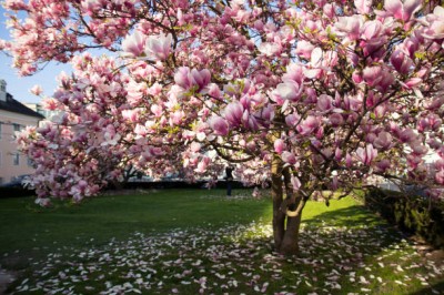 Bopon granulowany nawóz do roślin kwaśnolubnych BiOPON 1kg