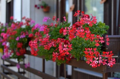 Bopon granulowany nawóz do pelargonii i innych roślin balkonowych BiOPON 500g