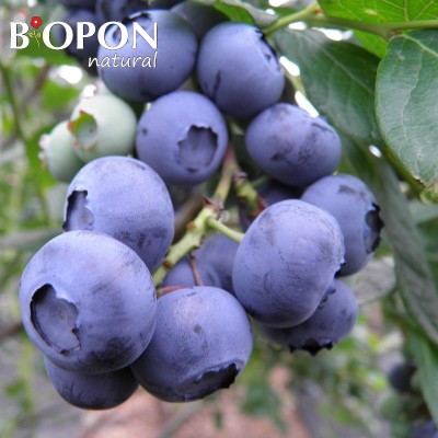 Bopon Natural nawóz 100% organiczny do borówek BiOPON 1kg