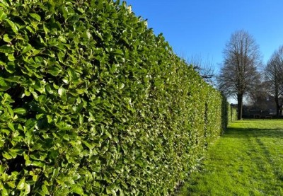 Bopon nawóz w płynie do laurowiśni BiOPON 1l