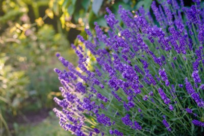 Bopon nawóz w płynie do lawendy BiOPON 500ml